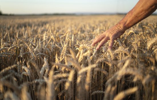 Farmers hands going through crops in wheat field in sunset.